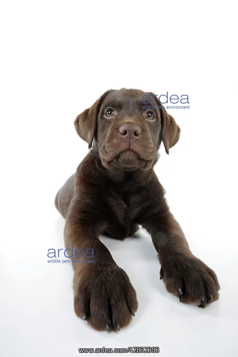 : Dog - Chocolate Labrador puppy - lying down