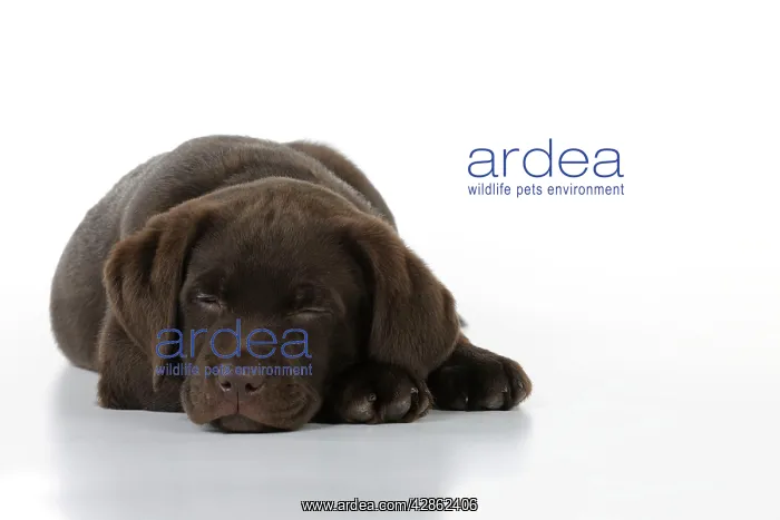 : Dog - Chocolate Labrador puppy - lying down : Dog - Chocolate Labrador puppy - lying down