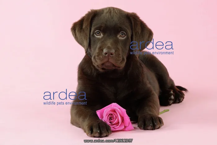 : DOG. Chocolate Labrador puppy lying down with rose : DOG. Chocolate Labrador puppy lying down with rose