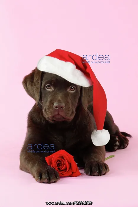 : DOG. Chocolate Labrador puppy lying down with rose : DOG. Chocolate Labrador puppy lying down with rose