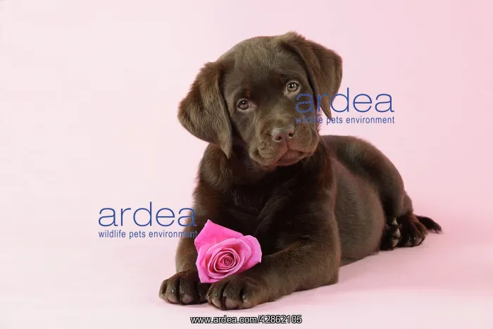 : DOG. Chocolate Labrador puppy lying down with rose : DOG. Chocolate Labrador puppy lying down with rose