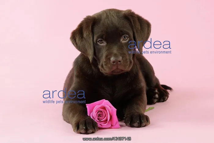 : DOG. Chocolate Labrador puppy lying down with rose : DOG. Chocolate Labrador puppy lying down with rose
