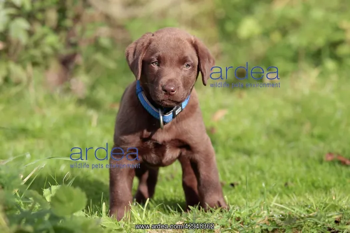 : Dog - Chocolate Labrador - puppy outside : Dog - Chocolate Labrador - puppy outside