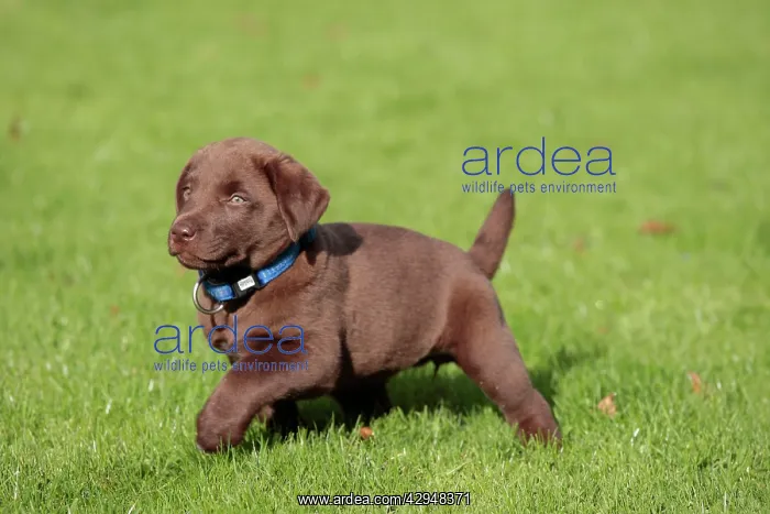 : Dog - Chocolate Labrador - puppy outside : Dog - Chocolate Labrador - puppy outside