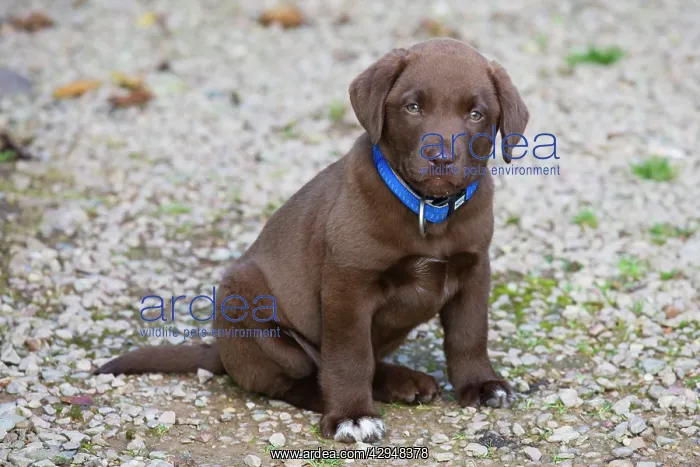 : Dog - Chocolate Labrador - puppy outside : Dog - Chocolate Labrador - puppy outside