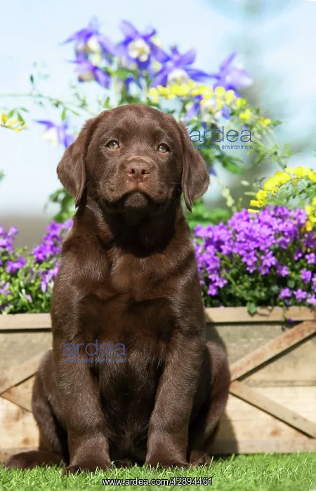 : Dog - Chocolate Labrador puppy outside in garden : Dog - Chocolate Labrador puppy outside in garden