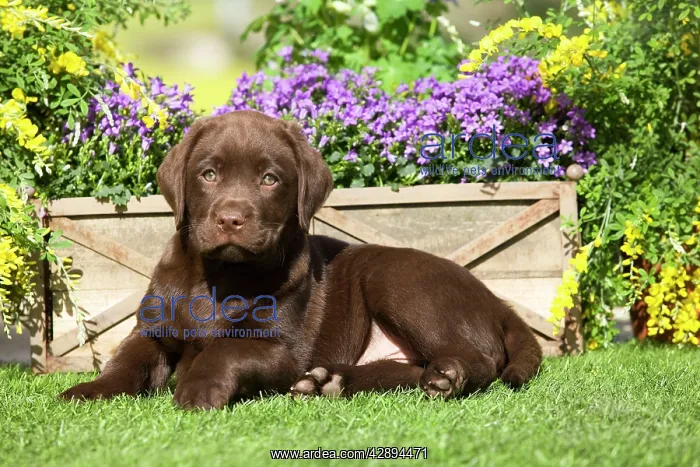 : Dog - Chocolate Labrador puppy outside in garden : Dog - Chocolate Labrador puppy outside in garden