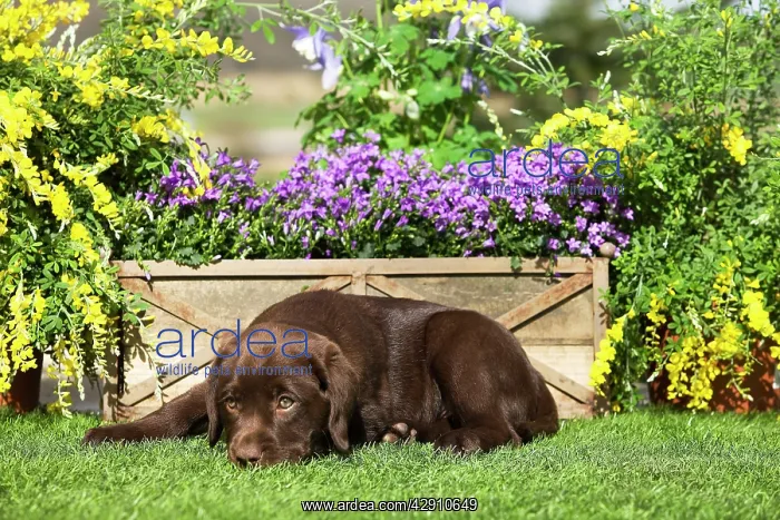 : Dog - Chocolate Labrador puppy outside in garden : Dog - Chocolate Labrador puppy outside in garden