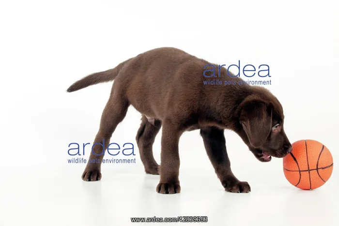 : DOG - Chocolate labrador puppy playing with a ball : DOG - Chocolate labrador puppy playing with a ball