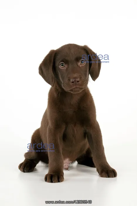 : DOG - Chocolate labrador puppy sitting (13 weeks) : DOG - Chocolate labrador puppy sitting (13 weeks)