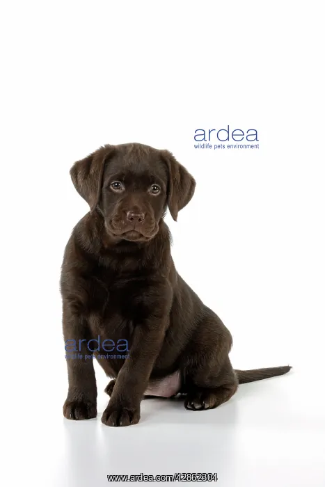 : Dog - Chocolate Labrador puppy - sitting down : Dog - Chocolate Labrador puppy - sitting down