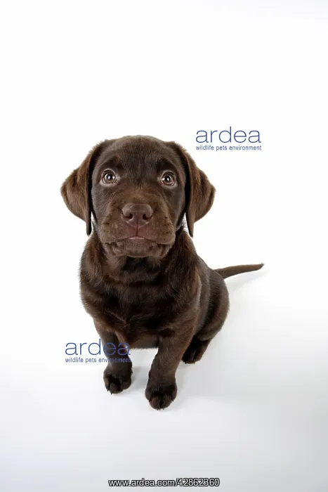 : Dog - Chocolate Labrador puppy - sitting down : Dog - Chocolate Labrador puppy - sitting down