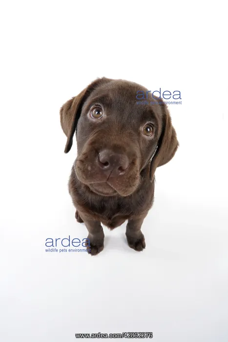  : Dog - Chocolate Labrador puppy - sitting down