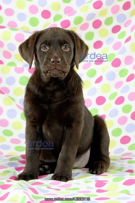 : Dog - Chocolate Labrador puppy - sitting down : Dog - Chocolate Labrador puppy - sitting down