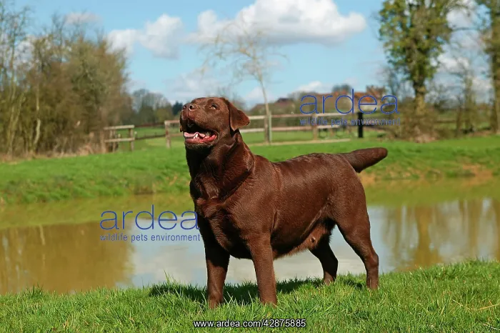  : Dog - Chocolate Labrador Retriever