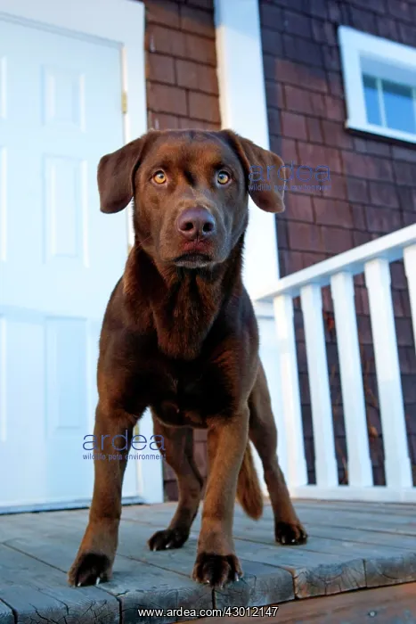 : Dog Chocolate Labrador Retriever at house entrance : Dog Chocolate Labrador Retriever at house entrance