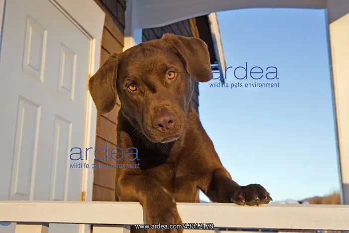 : Dog Chocolate Labrador Retriever at house entrance : Dog Chocolate Labrador Retriever at house entrance