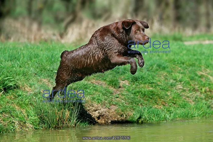 : Dog - Chocolate Labrador Retriever jumping into water : Dog - Chocolate Labrador Retriever jumping into water