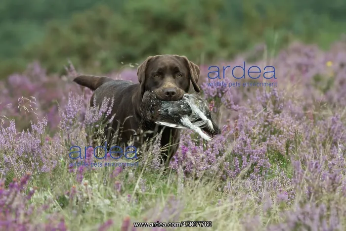 : DOG. Chocolate labrador Retriever running through : DOG. Chocolate labrador Retriever running through