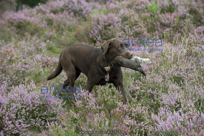 : DOG. Chocolate labrador Retriever running through : DOG. Chocolate labrador Retriever running through