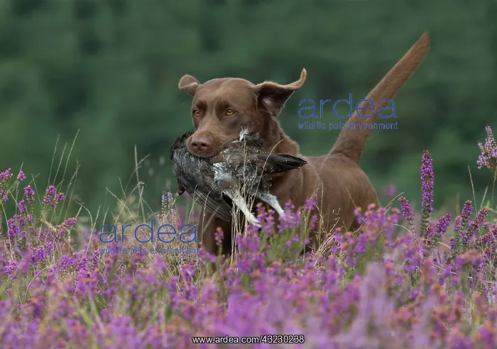 : DOG. Chocolate labrador Retriever running through : DOG. Chocolate labrador Retriever running through