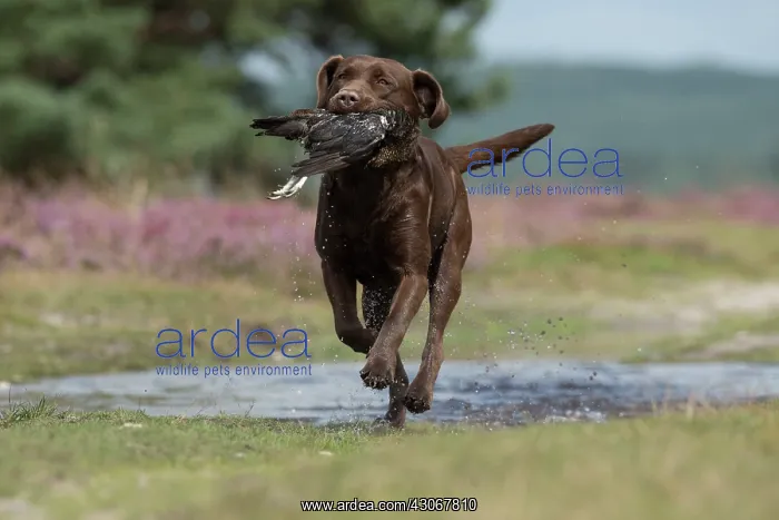: DOG. Chocolate labrador Retriever running carrying : DOG. Chocolate labrador Retriever running carrying