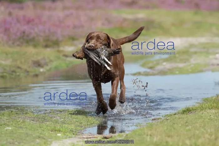 : DOG. Chocolate labrador Retriever running carrying : DOG. Chocolate labrador Retriever running carrying