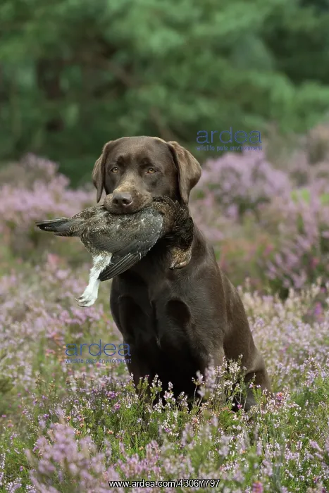 : DOG. Chocolate labrador Retriever sitting in : DOG. Chocolate labrador Retriever sitting in