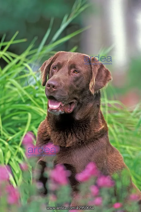 : Dog - Chocolate Labrador Retriever sitting in garden : Dog - Chocolate Labrador Retriever sitting in garden