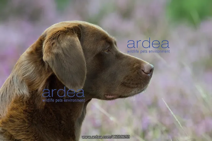 : DOG. Chocolate labrador Retriever sitting in Heather, head : DOG. Chocolate labrador Retriever sitting in Heather, head