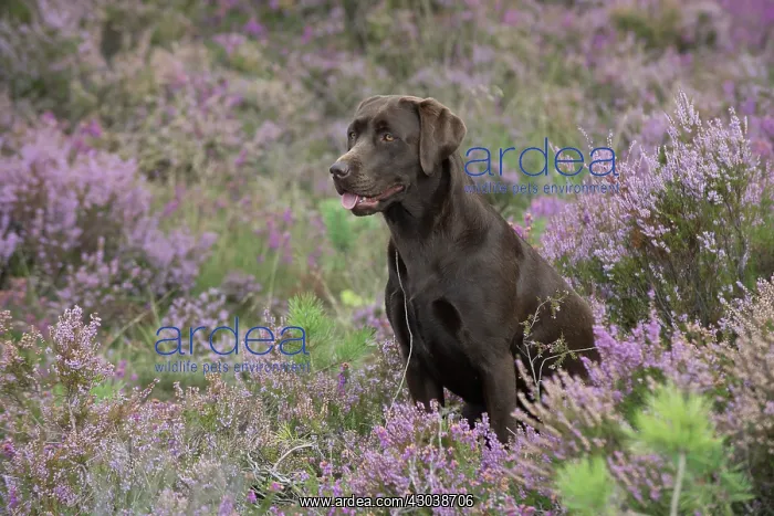 : DOG. Chocolate labrador Retriever sitting in Heather : DOG. Chocolate labrador Retriever sitting in Heather