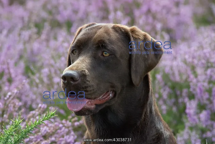 : DOG. Chocolate labrador Retriever sitting in Heather, head : DOG. Chocolate labrador Retriever sitting in Heather, head