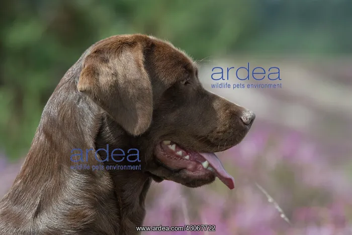 : DOG. Chocolate labrador Retriever sitting in Heather, head : DOG. Chocolate labrador Retriever sitting in Heather, head