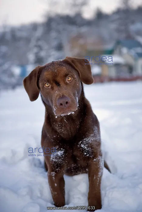 : Dog - Chocolate Labrador Retriever sitting in snow : Dog - Chocolate Labrador Retriever sitting in snow