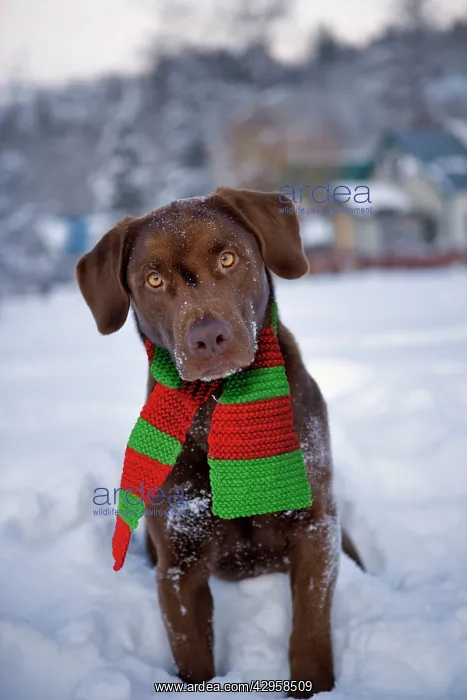 : Dog - Chocolate Labrador Retriever sitting in snow : Dog - Chocolate Labrador Retriever sitting in snow