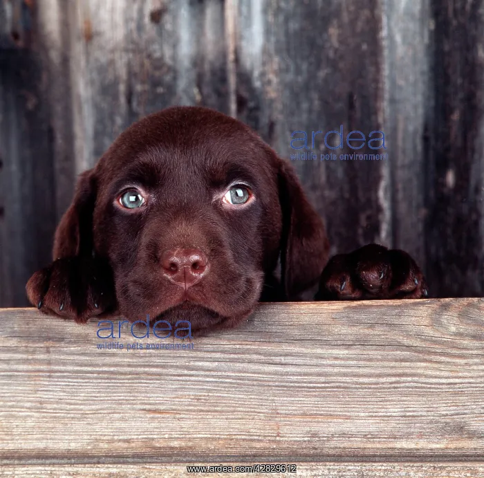 : DOG - Chocolate LabradorPuppy, 6 weeks old