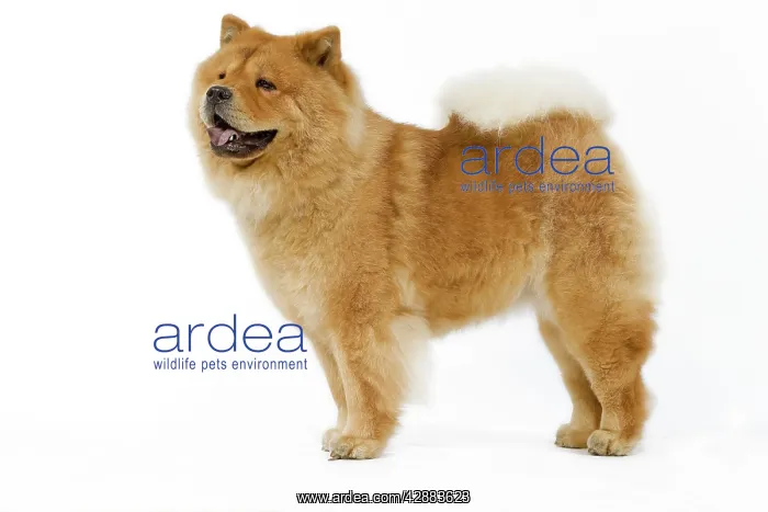  : Dog - Chow chow