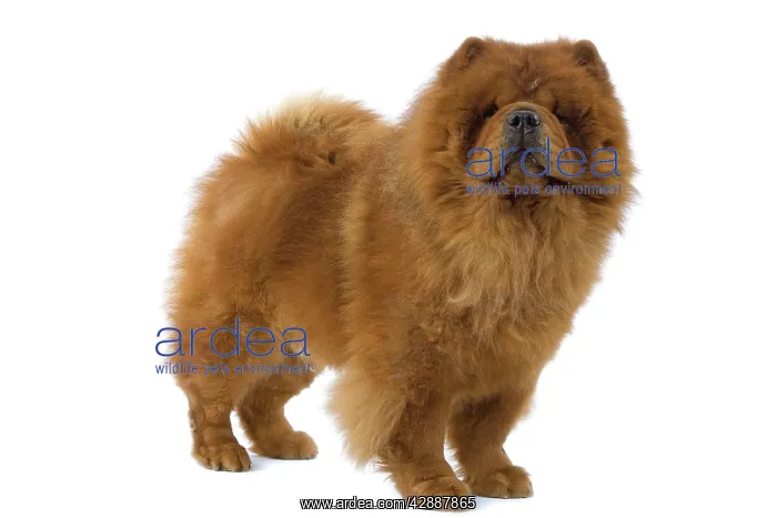  : Dog - Chow Chow