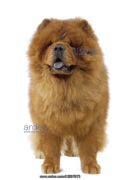  : Dog - Chow Chow
