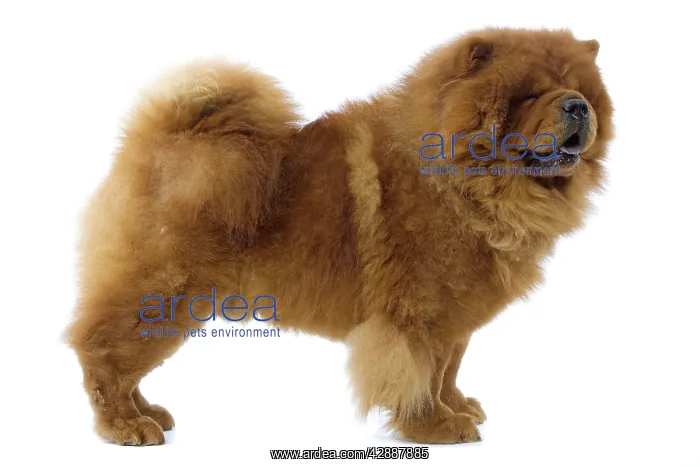  : Dog - Chow Chow