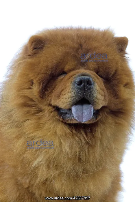  : Dog - Chow Chow