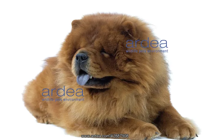  : Dog - Chow Chow