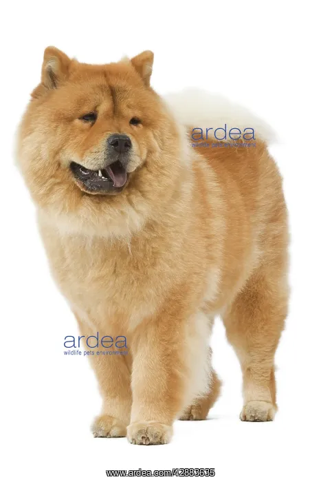  : Dog - Chow chow - in studio