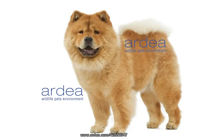  : Dog - Chow chow - in studio