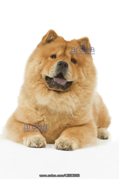  : Dog - Chow chow - in studio