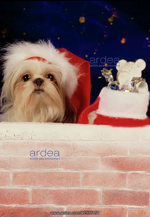  : Dog - Christmas