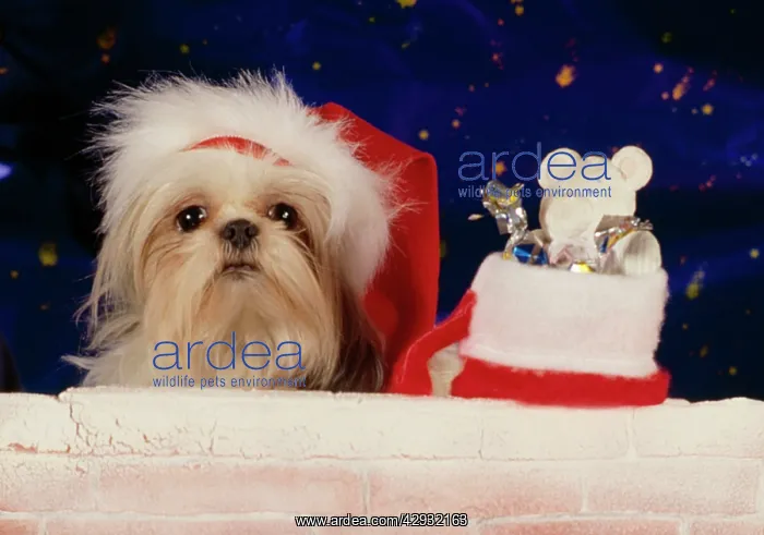  : Dog - Christmas