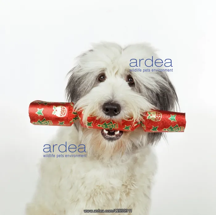  : Dog - with Christmas cracker