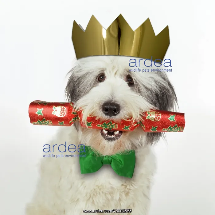: Dog - with Christmas cracker wearing hat & bow tie : Dog - with Christmas cracker wearing hat & bow tie
