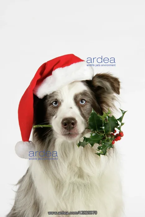 : Dog with christmas hat holding holly in mouth : Dog with christmas hat holding holly in mouth